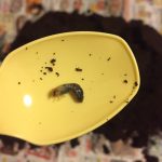 カブト虫の繁殖は意外と簡単!?産卵方法や孵化の時期について解説!